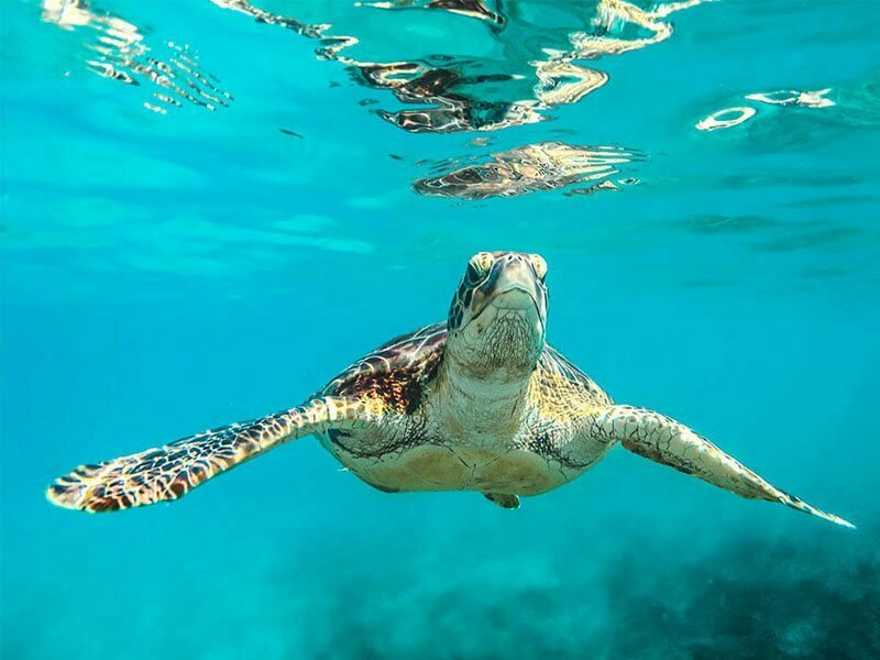 Shangri_La_environment_turtle_sustainability